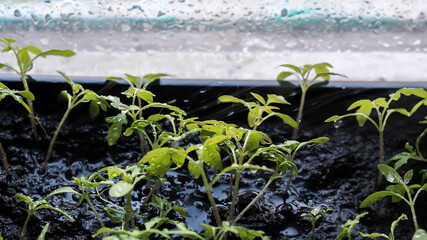 watering green plant sprouts in a pot, organic farming, home garden