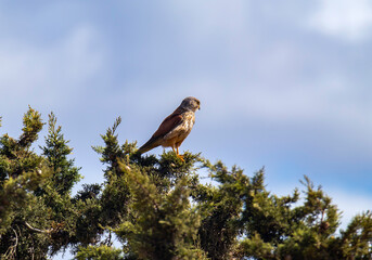 A male common kestrel (Falco tinnunculus) perched on a treetop observing his surroundings 