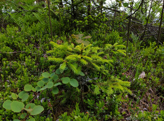 Fototapeta premium young spruce