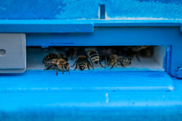 Pszczoły w wylotku