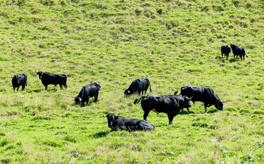 Touros bravos no campo