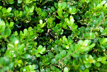 Fototapeta na wymiar Honey Bee on Green Bush