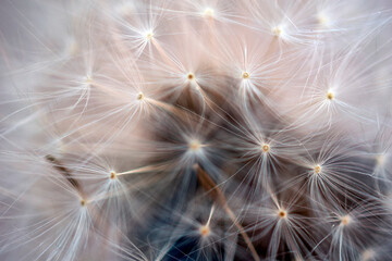 Dandelion seed head close up