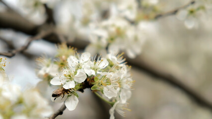 a bee in a plum blossom collects nectar on a spring day blooming garden