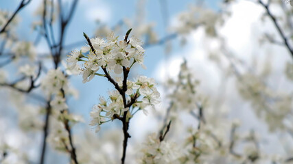 flowering cherry branch against the sky on a sunny spring day