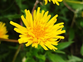 Young dandelions in early spring
