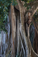 Banyan Tree outdoors