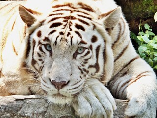 Bengalischer Tiger