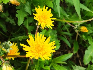 Young dandelions in early spring