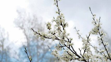 against the sky white flowering branches of fruit trees on a spring day in May