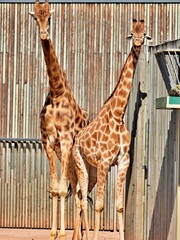 zwei Giraffen