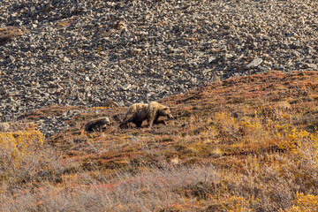 Grizzly Bear Sow and Cubs in Denali National Park Alaska in Autumn