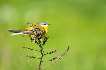 Yellow Wagtail ( Motacilla flava)