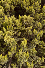 Detalle y vista de cerca de un ciprés (Cupressus Sempervirens)