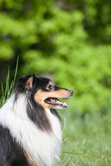 Tricolor adorable sheltie portrait