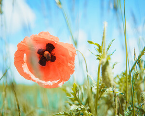 red poppy flower on a green field