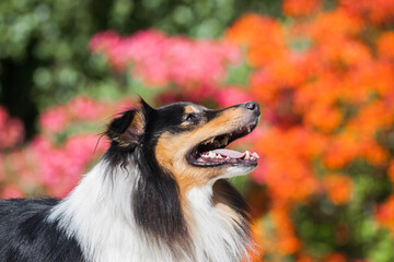 Tricolor adorable sheltie portrait