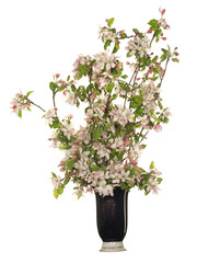 Branches of a blossoming apple tree in a ceramic vase isolated on white background.