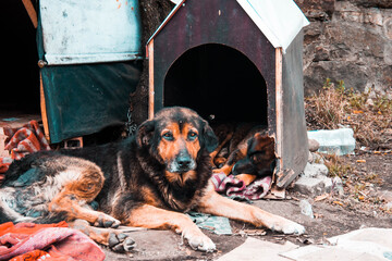 Perror en la calle con su casita de fondo
