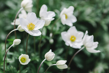 Fototapeta premium Beautiful white anemone flowers in the spring garden.