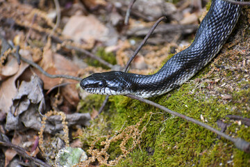Black Rat Snake in Virginia's Caledon State Park.