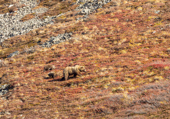 Fototapeta premium Grizzly Bear Sow and Cubs in Denali National Park Alaska in Autumn