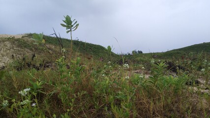 green vegetation and blue sky