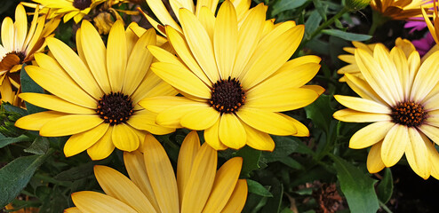 Yellow flowers of Osteospermum ecklonis in the sunlight in the garden.