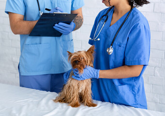 Veterinarian doctor asking advice from his assistant about little dog's treatment in clinic, close up