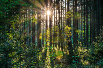 Fototapeta na wymiar Wald im Taunus bei Sonnenuntergang