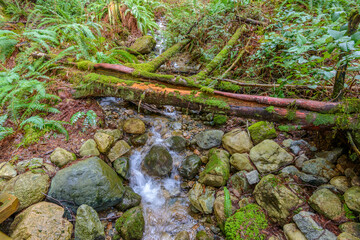 Mountain Creek in Vancouver, Canada.