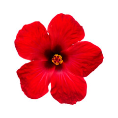 Red hibiscus flower isolated on white