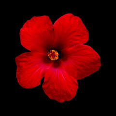 Red hibiscus flower isolated on black