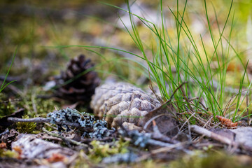 
Pine cone in the grass on a spring day