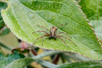 Philodromus philodromid crab spider sitting on green leaf in garden macro.