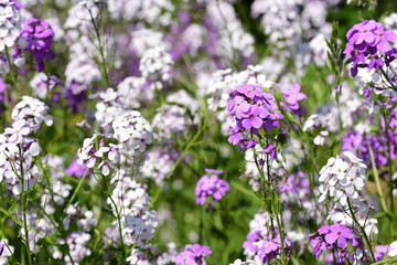 Blooming little night violets (hespers matronalis) against green background in nature