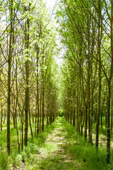 Beautiful green path through the tree line