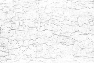 White Tree Bark Texture Background, Suitable for Presentation and Backdrop.