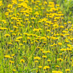 Dandelion flowers on the meadow at day time.