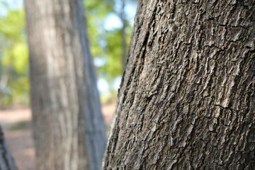 Close up Tree Trunk in the Park.