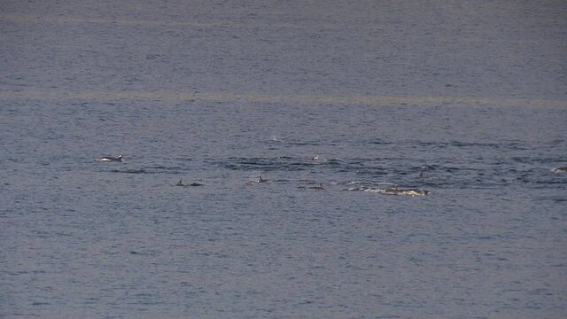 Huge pod of dolpin swimming through frame