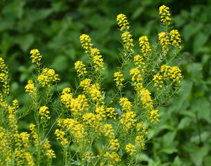 Fototapeta premium Wild turnip (Barbarea vulgaris) blooms in nature