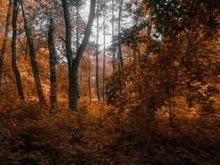 atmospheric autumn forest in golden tones