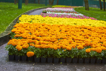 Many bright seedlings of flowers in plastic containers ready for planting on flowerbed in public park, selective focus