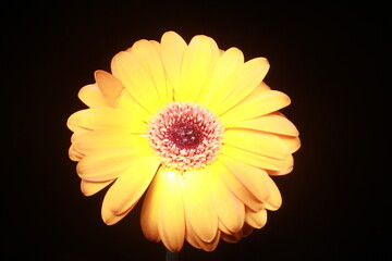 yellow flower on black background