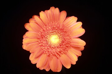orange gerbera flower