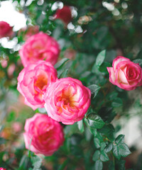 beautiful blooming bush pink roses in lush greenery
