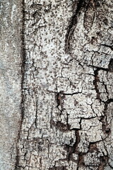 Close up Tree Trunk in the Park.