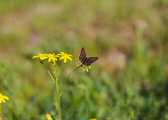 butterfly on flower