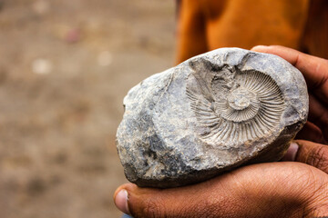 An Ammonite fossil from the Jurassic age © Balaji
